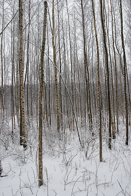 Click to view the next photo
photographer Kalle Bjorn. 