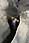 164 6483 crw.jpg