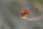 159 5936 crw.jpg