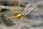 160 6010 crw.jpg