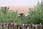 050708 229 2988 crw.jpg