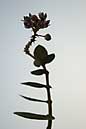 050709 230 3065 crw.jpg
