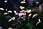 155 0045 crw.jpg
