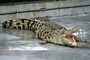155 0058 crw.jpg