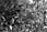 070412 260 6087 crw.jpg