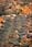 217 1777 crw.jpg