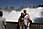 209 0993 crw.jpg